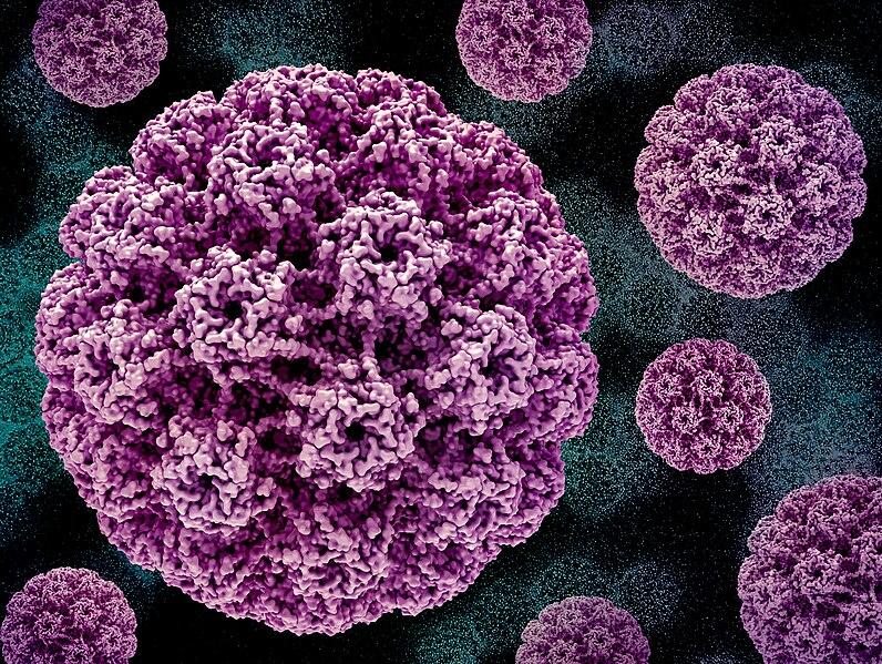 3D renderings of the human papillomavirus (HPV) capsid (pink) in the foreground. Background image of transmission electron micrograph of HPV virus particles (green).